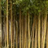 Bamboe (Phyllostachys Aureosulcata 'Spectabilis')