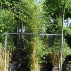 Bamboe (Phyllostachys Aureosulcata 'Spectabilis') -Aanbiedingen Tuin Verrassing Winkel phyllostachys aureosulcata spectabilis 175 200 c12