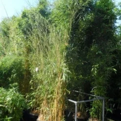 Bamboe (Phyllostachys Aureosulcata 'Spectabilis') -Aanbiedingen Tuin Verrassing Winkel phyllostachys aureosulcata spectabilis 300 400 c50 70