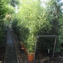 Bamboe (Phyllostachys Bissetii) -Aanbiedingen Tuin Verrassing Winkel phyllostachys bissetii 175 200 c20