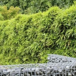 Bamboe (Phyllostachys Bissetii) -Aanbiedingen Tuin Verrassing Winkel phyllostachys bissetti 1