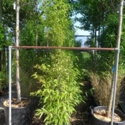 Bamboe (Phyllostachys Nigra) -Aanbiedingen Tuin Verrassing Winkel phyllostachys nigra 150 200 c12