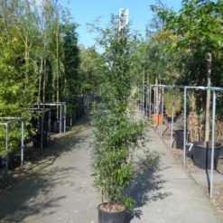 Bamboe (Phyllostachys Nigra) -Aanbiedingen Tuin Verrassing Winkel phyllostachys nigra 150 200 c18