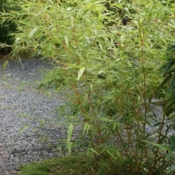 Bamboe (Phyllostachys Vivax 'Aureocaulis') -Aanbiedingen Tuin Verrassing Winkel phyllostachys vivax aureocaulis