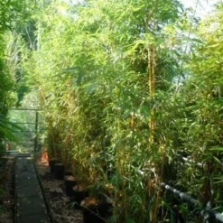 Bamboe (Phyllostachys Vivax 'Aureocaulis') -Aanbiedingen Tuin Verrassing Winkel phyllostachys vivax aureocaulis 200 250 300 c25