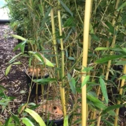 Bamboe (Phyllostachys Aureosulcata 'Spectabilis') -Aanbiedingen Tuin Verrassing Winkel phyllostahys spectabilis 1