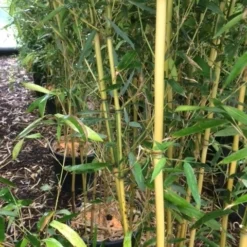 Bamboe (Phyllostachys Aureosulcata 'Spectabilis') -Aanbiedingen Tuin Verrassing Winkel phyllostahys spectabilis 2