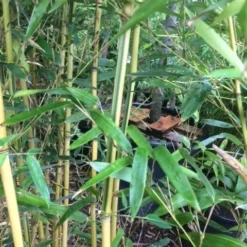 Bamboe (Phyllostachys Aureosulcata 'Spectabilis') -Aanbiedingen Tuin Verrassing Winkel phyllostahys spectabilis 3