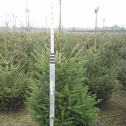 Fijnspar (Picea Abies) -Aanbiedingen Tuin Verrassing Winkel picea abies 125 150 5 1