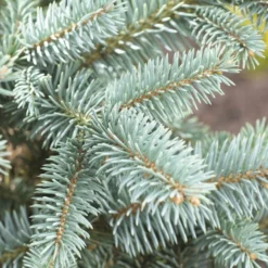 Aanbiedingen Tuin Verrassing Winkel -Aanbiedingen Tuin Verrassing Winkel picea abies 2 1