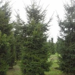 Fijnspar (Picea Abies) -Aanbiedingen Tuin Verrassing Winkel picea abies 2 450 500 1