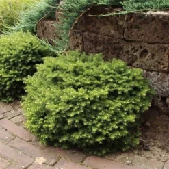 Kussenspar (Picea Abies 'Little Gem') -Aanbiedingen Tuin Verrassing Winkel picea abies little gem 1