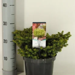 Kussenspar (Picea Abies 'Little Gem')