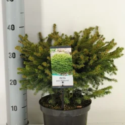 Aanbiedingen Tuin Verrassing Winkel -Aanbiedingen Tuin Verrassing Winkel picea abies nidiformis c3 m