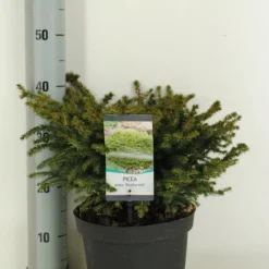 Spar (Picea Abies 'Nidiformis') -Aanbiedingen Tuin Verrassing Winkel picea abies nidiformis c5 m