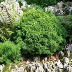 Kogelspar (Picea Glauca 'Alberta Globe') -Aanbiedingen Tuin Verrassing Winkel picea glauca alberta globe 1