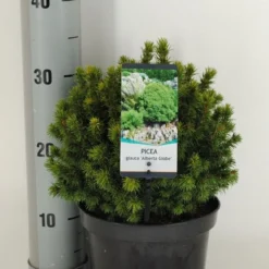 Kogelspar (Picea Glauca 'Alberta Globe') -Aanbiedingen Tuin Verrassing Winkel picea glauca alberta globe winter c3 m 1