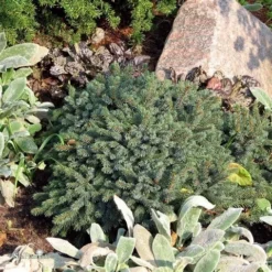 Dwergspar (Picea Glauca 'Echiniformis') -Aanbiedingen Tuin Verrassing Winkel picea glauca echiniformis 1