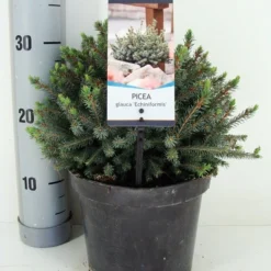Dwergspar (Picea Glauca 'Echiniformis') -Aanbiedingen Tuin Verrassing Winkel picea glauca echiniformis zomer c3 m 1