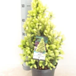 Witte Alberta Spar (Picea Glauca 'J.W. Daisy's White')
