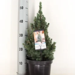 Blauwe Alberta Spar (Picea Glauca Sander's Blue) -Aanbiedingen Tuin Verrassing Winkel picea glauca sander s blue 30 40 c3 m