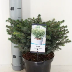 Servische Spar (Picea Omorika 'Karel') -Aanbiedingen Tuin Verrassing Winkel picea omorika karel winter c3 m 1