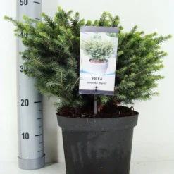 Servische Spar (Picea Omorika 'Karel') -Aanbiedingen Tuin Verrassing Winkel picea omorika karel zomer c5 m 1