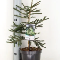 Kaukasische Spar (Picea Orientalis 'Aureospicata') -Aanbiedingen Tuin Verrassing Winkel picea orientalis aureospicata winter c3 m