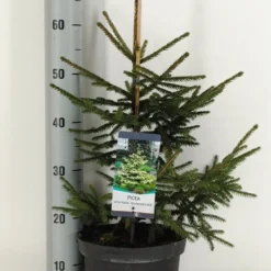 Kaukasische Spar (Picea Orientalis 'Aureospicata') -Aanbiedingen Tuin Verrassing Winkel picea orientalis aureospicata winter c5 m 1
