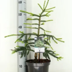 Kaukasische Spar (Picea Orientalis 'Aureospicata') -Aanbiedingen Tuin Verrassing Winkel picea orientalis aureospicata zomer c3 m 1