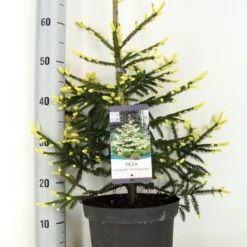 Kaukasische Spar (Picea Orientalis 'Aureospicata') -Aanbiedingen Tuin Verrassing Winkel picea orientalis aureospicata zomer c5 m 1