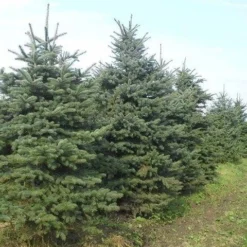 Blauwspar (Picea Pungens 'Glauca') -Aanbiedingen Tuin Verrassing Winkel picea p glauca 300 350