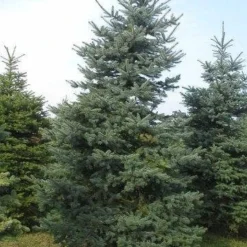 Blauwspar (Picea Pungens 'Glauca') -Aanbiedingen Tuin Verrassing Winkel picea p glauca 300 350 1 1