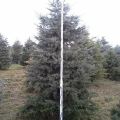 Blauwspar (Picea Pungens 'Glauca') -Aanbiedingen Tuin Verrassing Winkel picea p glauca 350