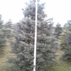 Blauwspar (Picea Pungens 'Glauca') -Aanbiedingen Tuin Verrassing Winkel picea p glauca 350 1 1