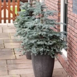 Noorse Blauwspar (Picea Pungens 'Erich Frahm') -Aanbiedingen Tuin Verrassing Winkel picea pungens erich frahm