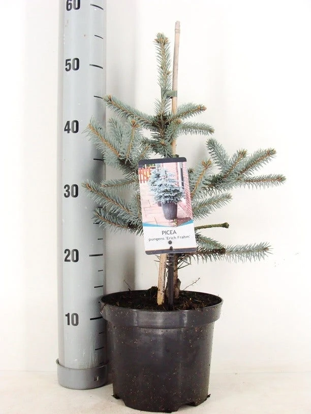 Noorse Blauwspar (Picea Pungens 'Erich Frahm') 1 Noorse Blauwspar (Picea Pungens 'Erich Frahm')
