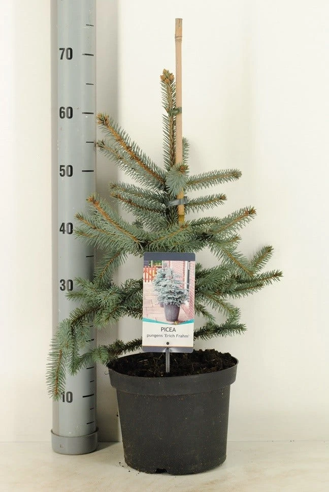 Noorse Blauwspar (Picea Pungens 'Erich Frahm') 2 Noorse Blauwspar (Picea Pungens 'Erich Frahm') - Afbeelding 2