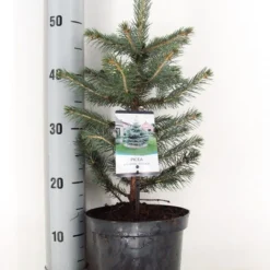 Blauwspar (Picea Pungens 'Glauca') -Aanbiedingen Tuin Verrassing Winkel picea pungens glauca c3 m