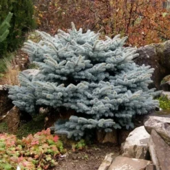Colorado Spar (Picea Pungens 'Glauca Globosa') -Aanbiedingen Tuin Verrassing Winkel picea pungens glauca globosa