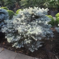 Colorado Spar (Picea Pungens 'Glauca Globosa') -Aanbiedingen Tuin Verrassing Winkel picea pungens glauca globosa 100 125 150 c110