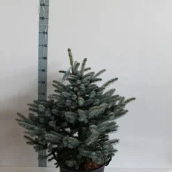 Colorado Spar (Picea Pungens 'Glauca Globosa') -Aanbiedingen Tuin Verrassing Winkel picea pungens glauca globosa 60 80 cm c30 b