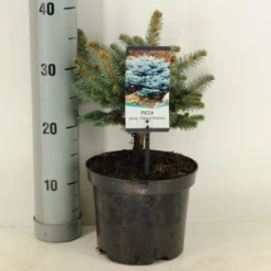 Colorado Spar (Picea Pungens 'Glauca Globosa') -Aanbiedingen Tuin Verrassing Winkel picea pungens glauca globosa c3 m