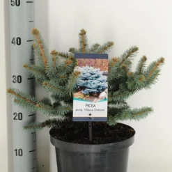 Colorado Spar (Picea Pungens 'Glauca Globosa') -Aanbiedingen Tuin Verrassing Winkel picea pungens glauca globosa c5 m