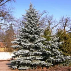 Spar (Picea Pungens 'Hoopsii') -Aanbiedingen Tuin Verrassing Winkel picea pungens hoopsii