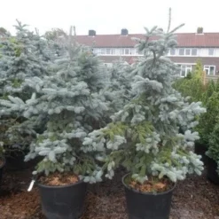 Spar (Picea Pungens 'Hoopsii') -Aanbiedingen Tuin Verrassing Winkel picea pungens hoopsii 125 150 175 200 aanlegkwaliteit
