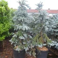 Spar (Picea Pungens 'Hoopsii') -Aanbiedingen Tuin Verrassing Winkel picea pungens hoopsii 125 150 175 200 aanlegkwaliteit 1