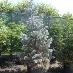 Spar (Picea Pungens 'Hoopsii') -Aanbiedingen Tuin Verrassing Winkel picea pungens hoopsii 175 200 250