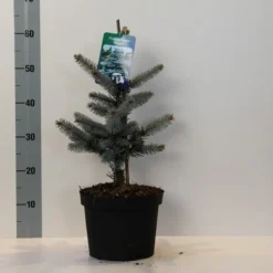 Spar (Picea Pungens 'Hoopsii') -Aanbiedingen Tuin Verrassing Winkel picea pungens hoopsii 30 40 cm c5
