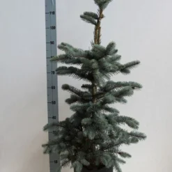 Spar (Picea Pungens 'Hoopsii') -Aanbiedingen Tuin Verrassing Winkel picea pungens hoopsii 60 80 cm co. 7.5l kopie kopie